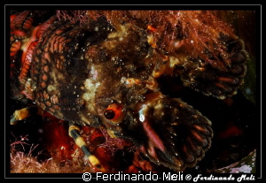Slipper lobster by Ferdinando Meli 
